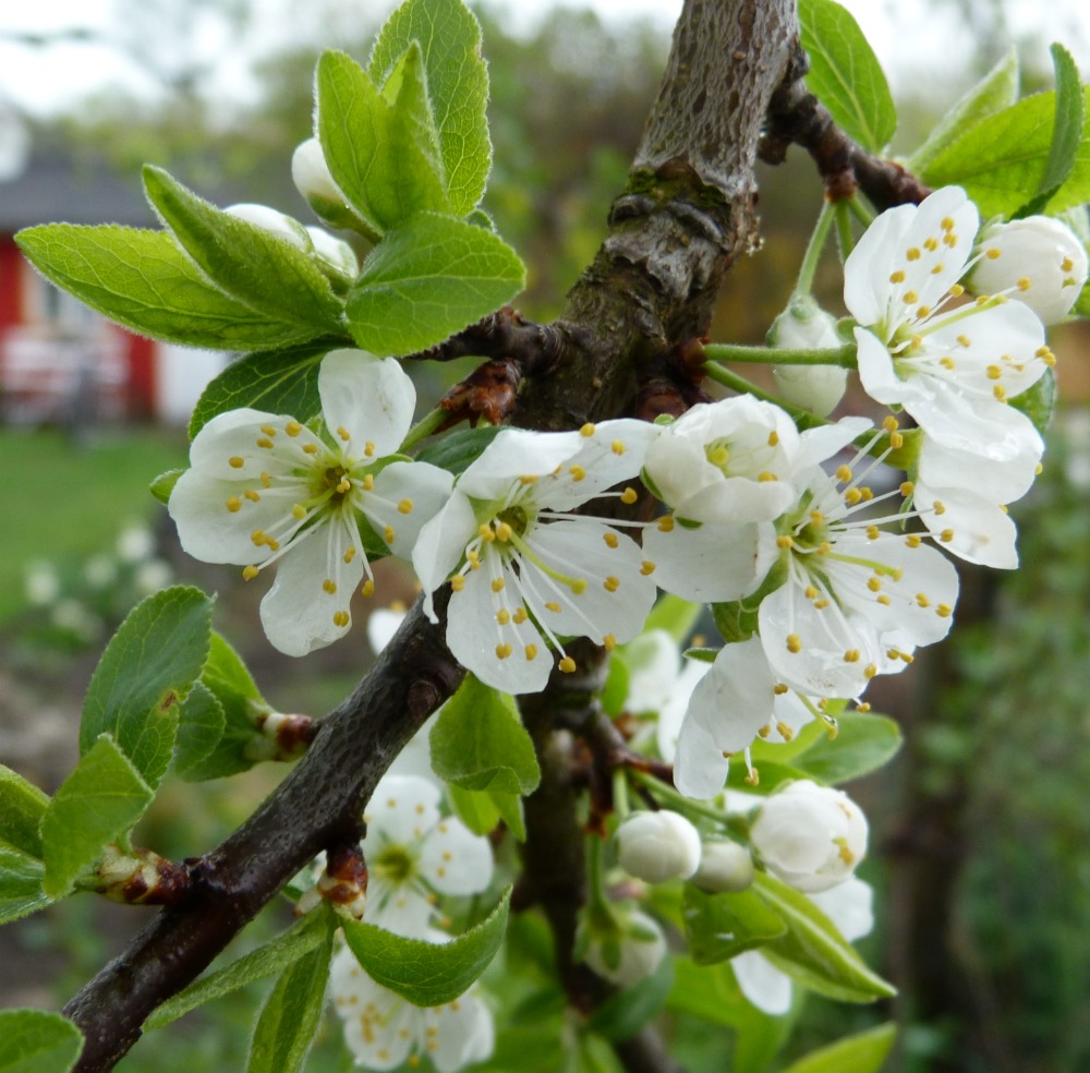 آلو قطره طلا